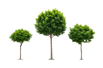 Fototapeta premium Three decorative trees with varying sizes and spherical green crowns on thin stems, isolated on a transparent background