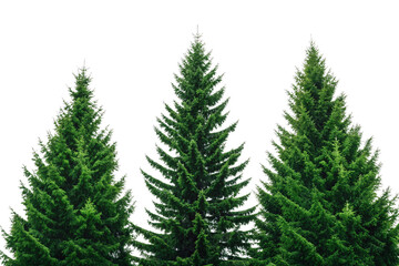 Obraz premium Three towering spruce trees with dense green needles and traditional Christmas tree appearance, isolated on a transparent background