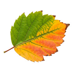 Fototapeta premium Single Autumn Leaf with Bi-Colored Green and Orange Hues