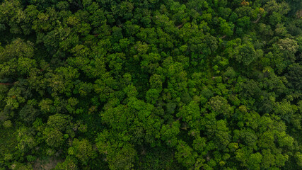 aerial view of dark green forest Abundant natural ecosystems of rainforest. Concept of nature forest preservation and reforestation.	
