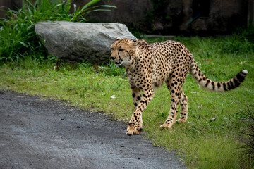 Portrait of a cheetah walking on grass near tall vegetation.