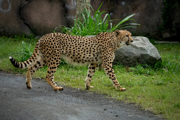 Portrait of a cheetah walking on grass near tall vegetation.