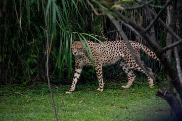 Portrait of a cheetah walking on grass near tall vegetation.