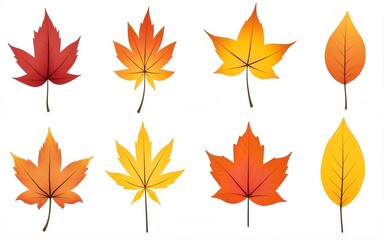 Colorful autumn leaves set isolated on white background. High quality