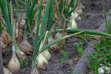 Ripe onion growing in the garden. Organic onion plantation in the vegetable garden agriculture....