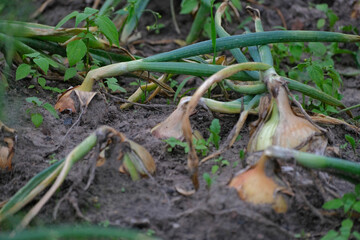 Ripe onion growing in the garden. Organic onion plantation in the vegetable garden agriculture. Green onions growing in the garden