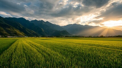 Obraz premium Lush green rice paddy field stretching out to a mountain range at sunset.