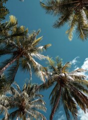 Fototapeta premium Palm trees reaching for a vibrant blue sky (1)
