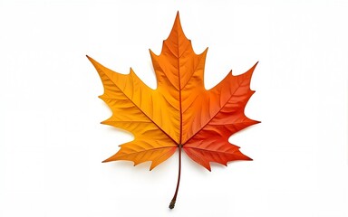 autumn season concept, maple leaf isolated on white background. High quality