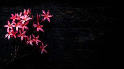 Obraz premium Pink plumeria blossoms on a dark wooden background.