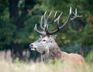Majestic red deer stag with large antlers in a forest clearing
