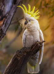 Sulphur Crested Cockatoo perched up! © Morrie
