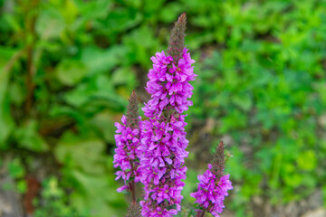 Purple loosestrife (Lythrum salicaria) with vibrant pink flowers, growing against a background of...