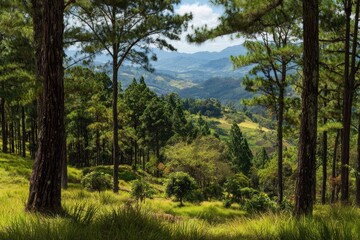 Obraz premium Lush green forest with valley views