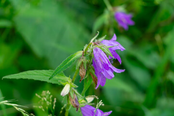 Peach-leaved bellflower (Campanula persicifolia) with purple blossoms, macro close-up, natural meadow environment in summer.