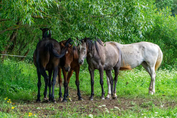 Fototapeta premium Four horses standing close together on a green meadow under trees, visible coat and mane details, summer natural environment