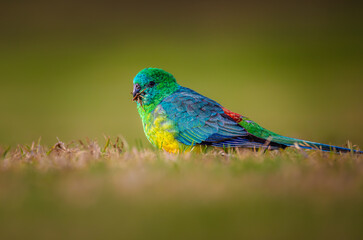 Red-Rumped parrot