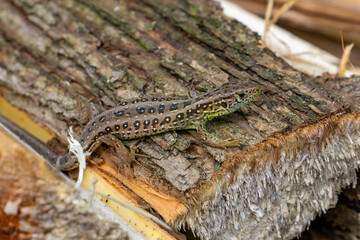Sand lizard (Lacerta agilis) on the bark of a felled tree, visible spotted pattern and green sides, natural forest habitat.
