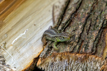 Sand lizard (Lacerta agilis) on tree trunk, scale details, natural forest habitat, wood and bark