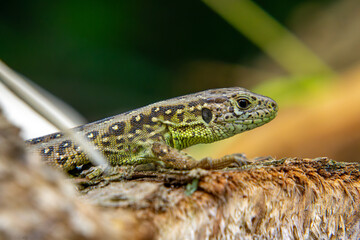 Sand lizard (Lacerta agilis) lying on a tree trunk, distinct green coloration and scale pattern, natural sunny forest habitat.