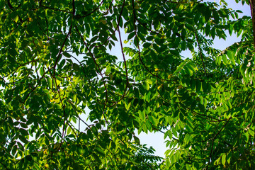 green tree branches against the sky