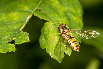 a striped fly on a blurred background. a colorful macro photo of an insect. space for text. a...