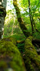 Low-angle view of moss-covered fallen logs in a lush forest