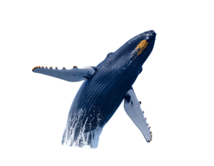 Blue Whale Breaching the Ocean Surface, isolated on a transparent background