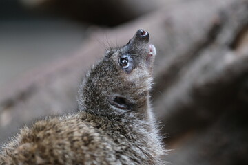 Meerkat (Suricata suricatta) appearing thoughtful in a zoo exhibit