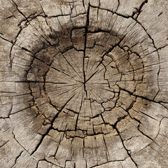 Fototapeta premium wood texture background