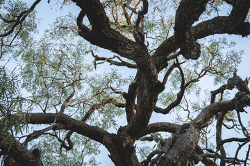 A high-angle view of a thick, gnarled tree with green leaves, its dark branches twisting against a light blue sky.