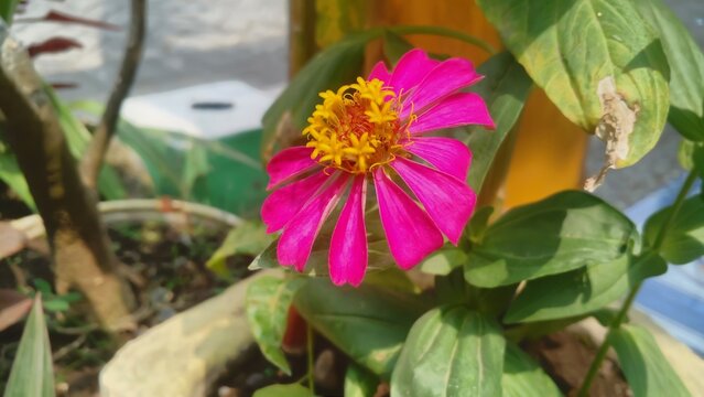Ratna flowers bloom beautifully in the yard, blurred background, bokeh