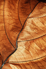 Autumn Dried leaf close up with natural veins pattern, brown leaf as nature background. Trend...