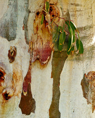 Eucalyptus tree bark texture background, natural wood patterns and rough grainy wooden surface with...