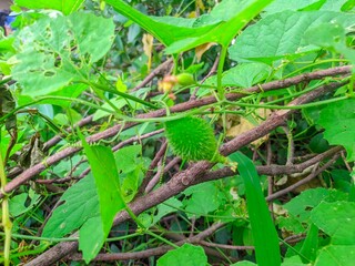 Momordica dioica - beautiful view of Prickly gourd, Teasel gourd, Prickly balsam pear, Prickly carolaho or Kantola vegetable plant