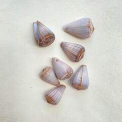 Close-up of purple flower seeds on white background