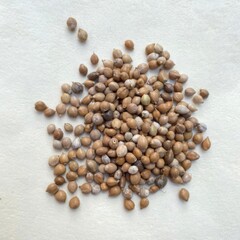 Brown dried seeds collection