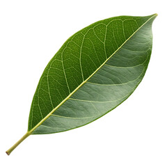 Obraz premium Green leaf isolated on a transparent background 