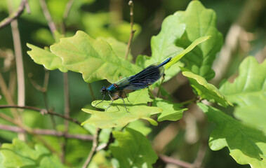 Gebänderte Prachtlibelle - Banded Demoiselle