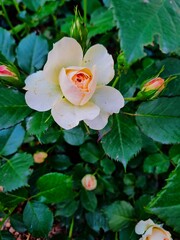 Cream White Rose with Pink Center in Bloom