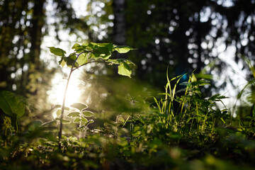 Young green plants growing in forest with sunlight shining through trees in background, fresh...