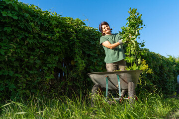 Caucasian adult female gardening with wheelbarrow on a sunny day