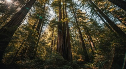 Forest view looking upwards at towering redwood trees in soft light