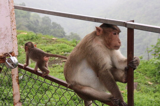 father and baby monkey in the mountain at lonavala