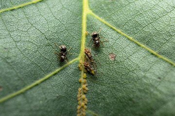 Macro view of ants tending yellow aphids on a green leaf