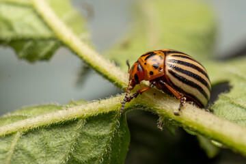 colorado potato beetle
