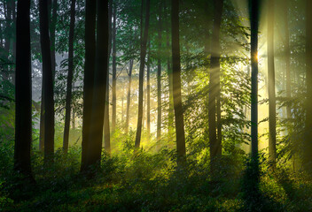 Beautiful sunny morning in green forest