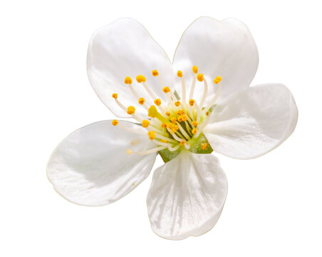  Close-Up of White Bokul Flower with Green Leaves &ndash; Macro Photography