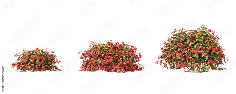 Poster cut out plant perspective view collection isolated on transparent background. high quality and reali