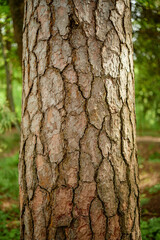 Tree trunk showing textured bark pattern standing in forest with green foliage in background, capturing natural surface details and vertical orientation of mature tree